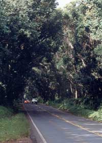 Koloa Tree Tunnel, on south Kauai's county route 520