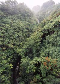 Nanue Stream flows down a waterfall, then under the Nanue Bridge