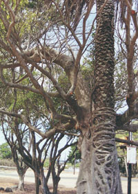 Banyan tree wrapped around palm tree