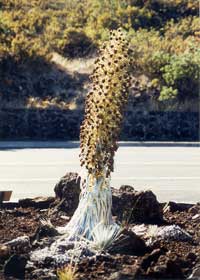 Silversword plant, along Haleakala Crater Road