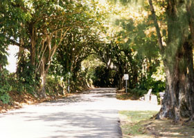 Tunnel of trees on Nuuanu Pali Drive scenic road